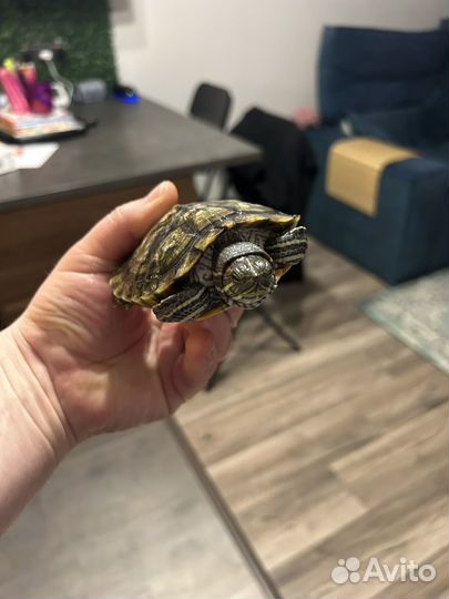 Аквариум с тумбой и черепашками