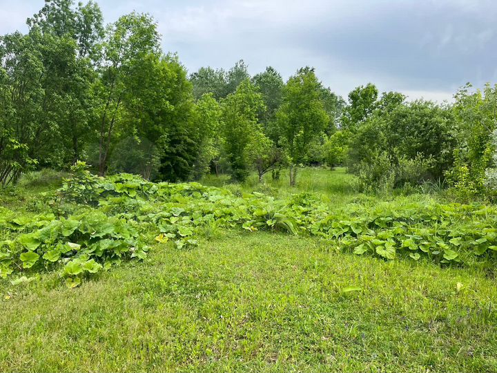 Участок 6 сот. (ИЖС)