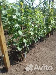 Проволока 2-3 шпалерная оцинкованная для винограда