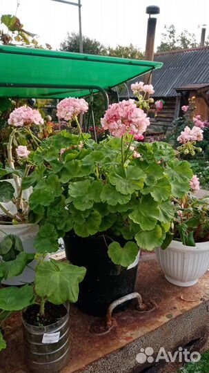 Герань пеларгония