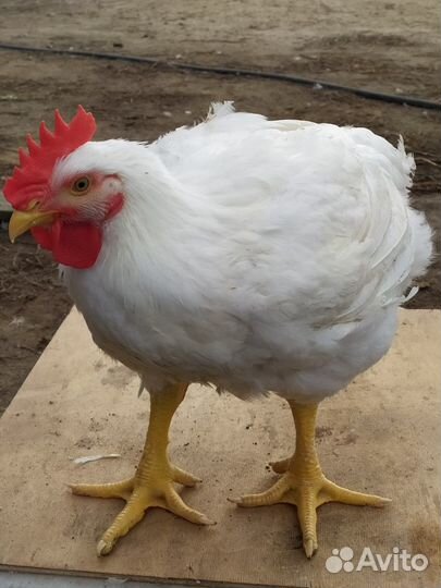 Мясо домашнего бройлера