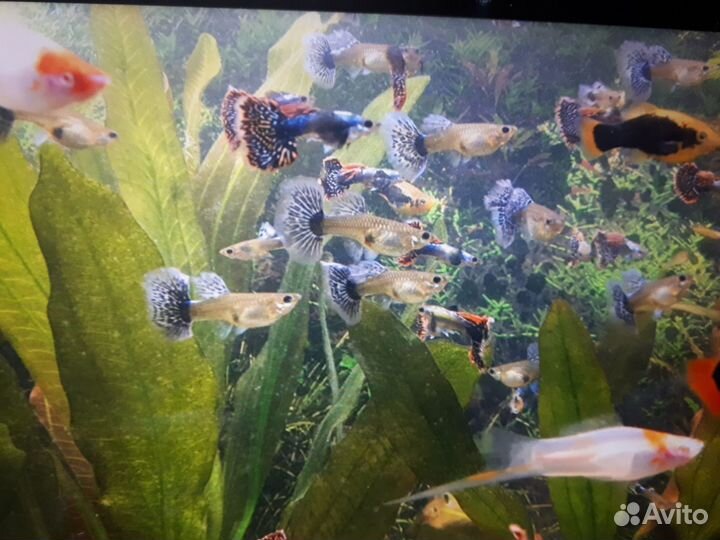 Гуппи чистая линия