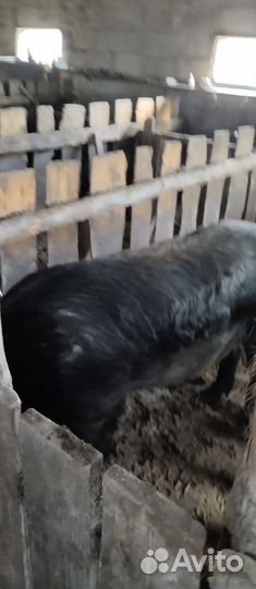 Хряк дюрок на племя