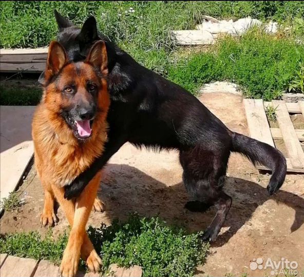 Чистокровные Щенки немецкой овчарки