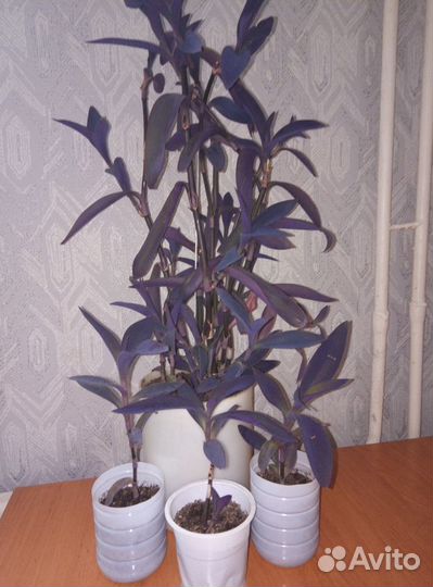 Сеткреазия пурпурная