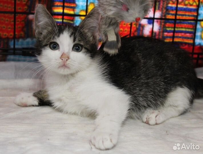 Мальчишки в дар