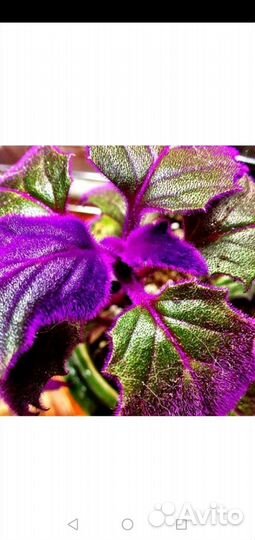 Гинура, кислица, фиалка, бегония и пеперомия