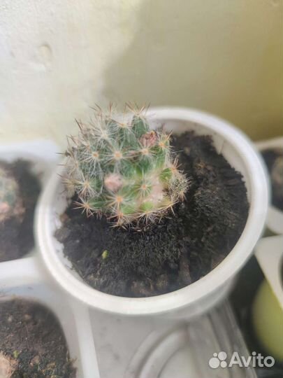 Кактус маммиллярия