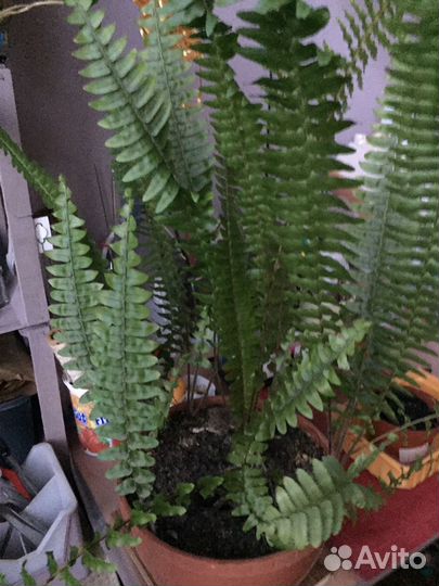 Папоротник и много других растений