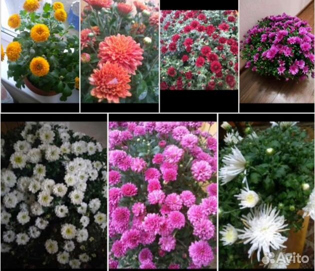 Хризантемы мультифлора