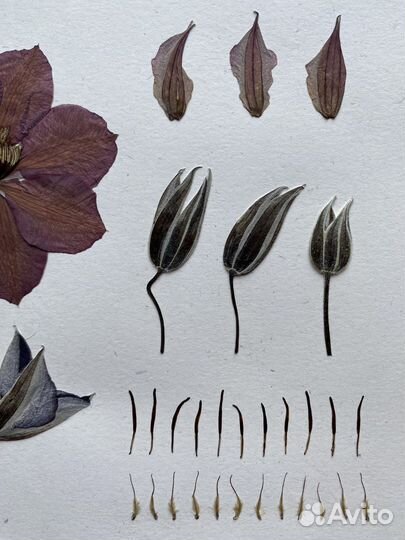 Рамка из дуба с натуральным гербарием 