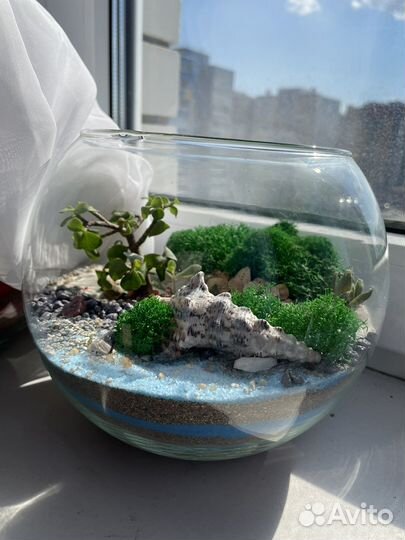 Флорариум цветы подарок суккуленты