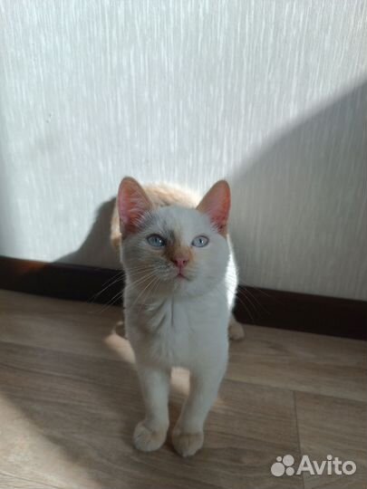 Кошечка в добрые руки