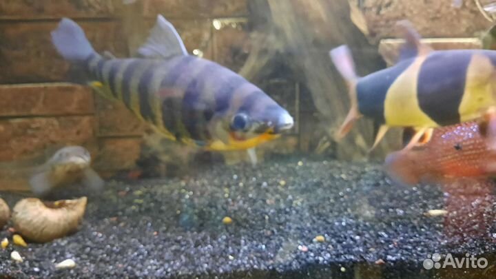 Попугай и ленопринис