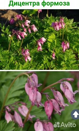 Дицентры, гелениумы, герани