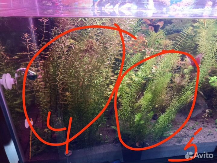 Аквариумные растения прополка