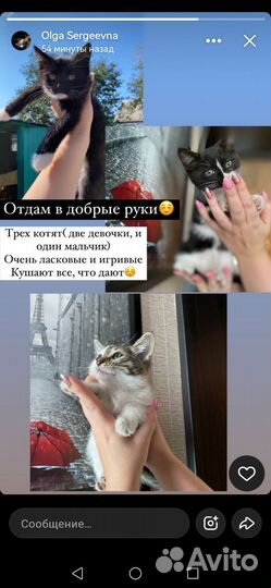 Отдам в добрые руки