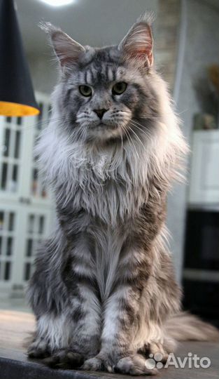 Котята Мейн-кун полидакт