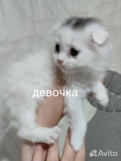 Шотландские котята