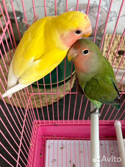 Продаются попугаи