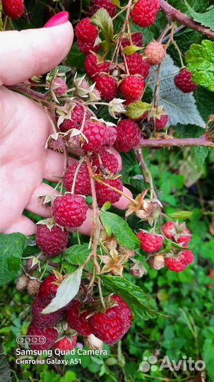 Ремонтантная малина Оранжевое Чудо. Геракл