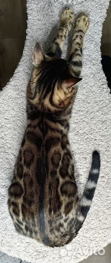 Бенгальская кошка