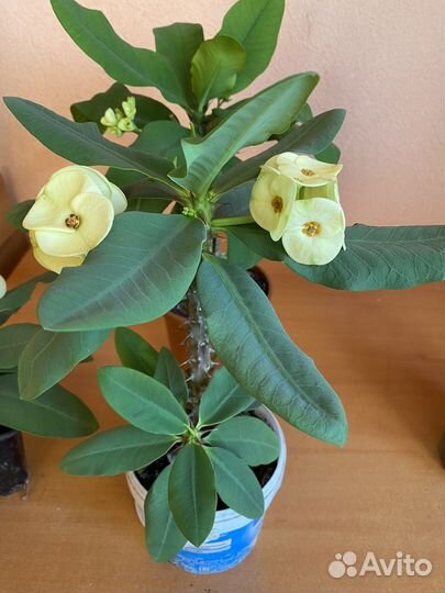 Молочай миля крупноцветковый