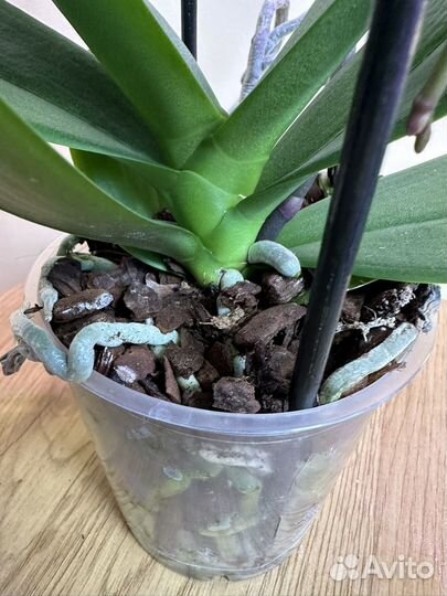 Орхидея фаленопсис каскад,Rhone,d12h55