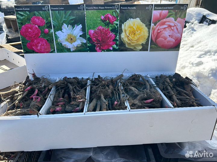 Пионы саженцы