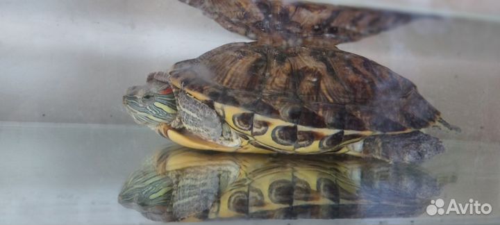 Красноухая черепаха с аквариумом