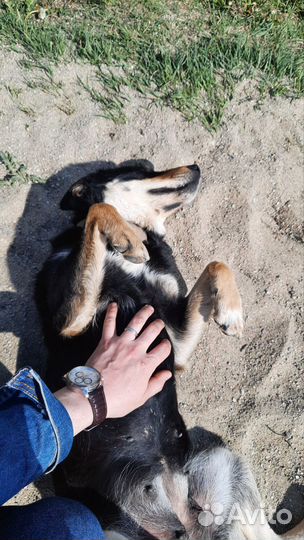 Щенки в доброе руки