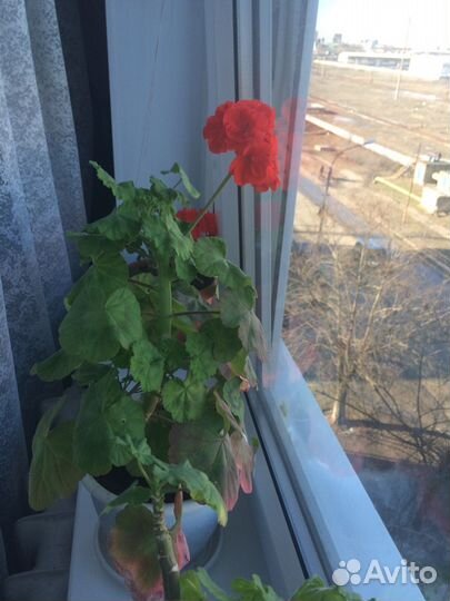 Герань винная с горшком