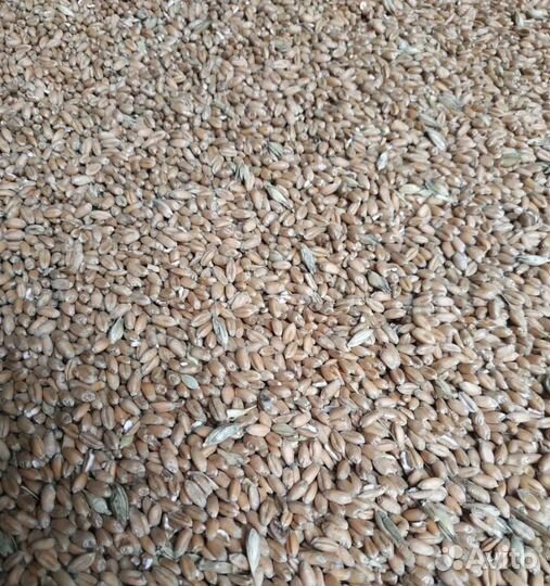 Гречиха, Кормовой горох корма