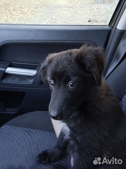 Маленькая девчушечка в поисках своего хозяина