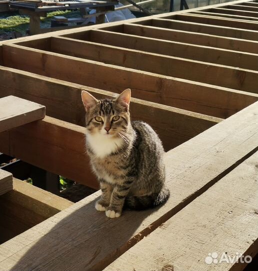Отдам котенка девочку 3 мес