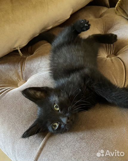 Котенок мальчик в добрые руки