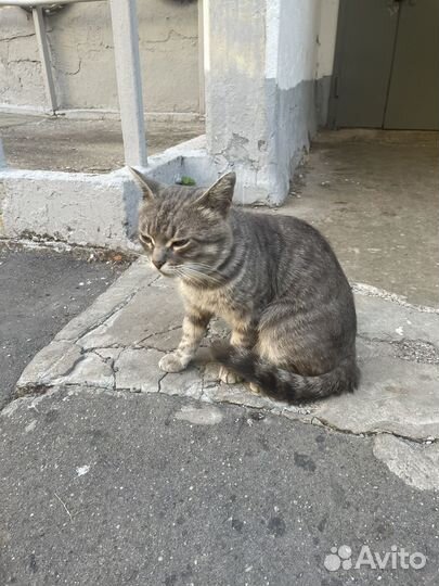 Кот Леопольд в дар бесплатно