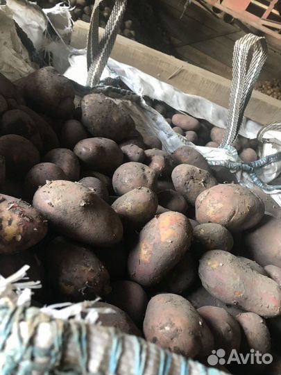 Картофель Вега и Балтика Роуз