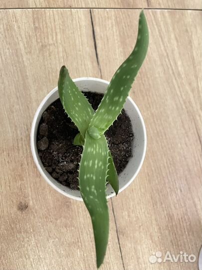 Алоэ столетник очень жирный