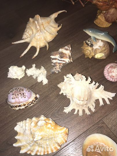Сувениры из ракушек и ракушки