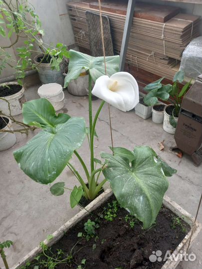 Каланхоэ лечебносортовое. Толстянка. Герань. Калла