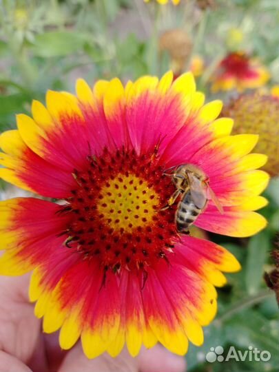 Семена многолетних цветов