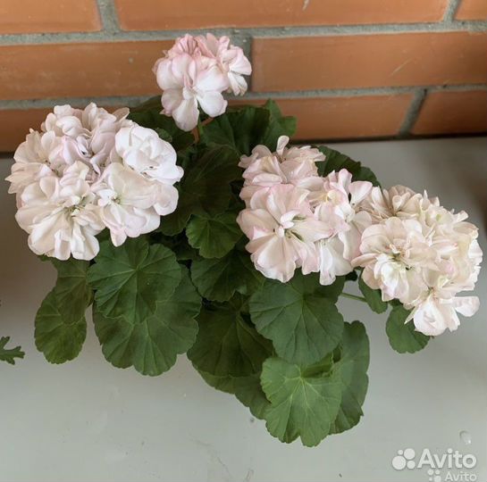 Пеларгония герань сортовая