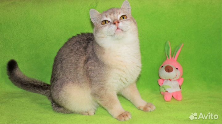 Красавицы-британочки