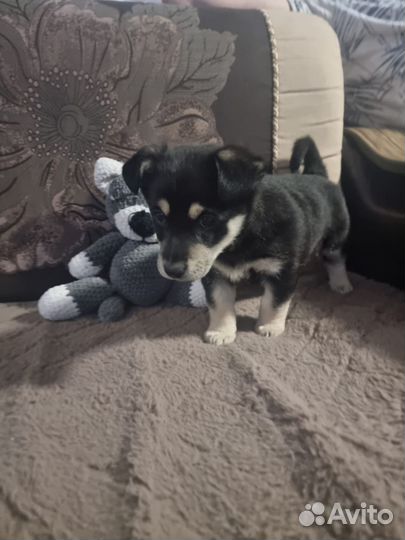 Щенок, девочка, 4 месяца