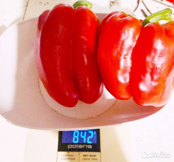 Семена гигантского перца