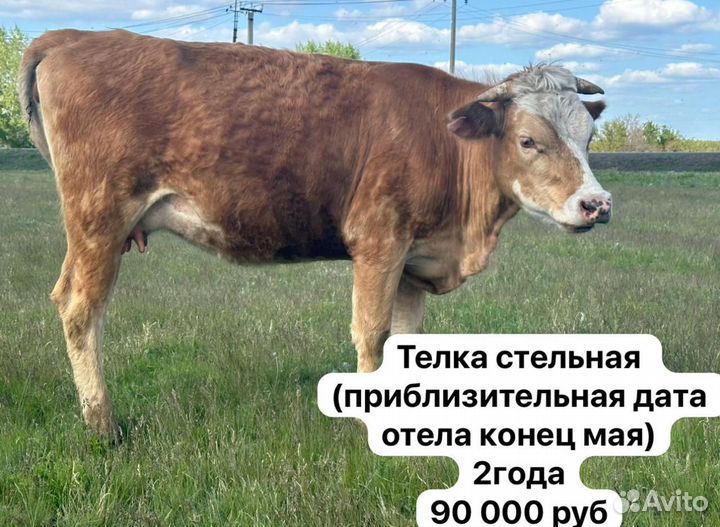 Коровы быки бараны И козы