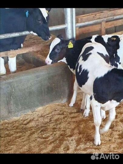 Бычки породистые