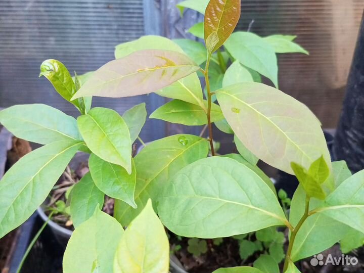 Хурма виргинская