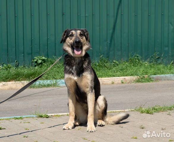 Нежная Мистик в добрые руки